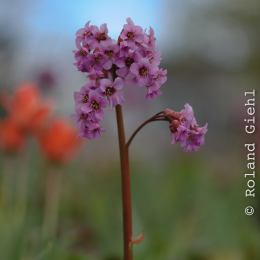 Zoo_Karlsruhe_20120408-029