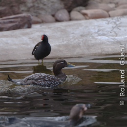 Zoo_Karlsruhe_20120408-016