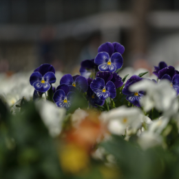 Zoo_Karlsruhe_20120408-036