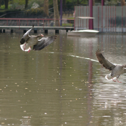 Zoo_Karlsruhe_20120408-040