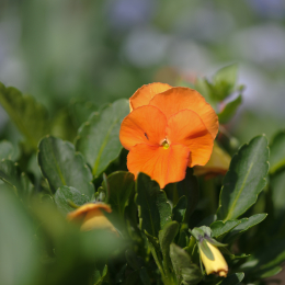 Zoo_Karlsruhe_20120408-034