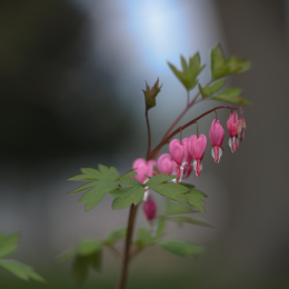 Zoo_Karlsruhe_20120408-024
