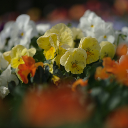 Zoo_Karlsruhe_20120408-035