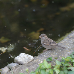 Zoo_Karlsruhe_20120408-002