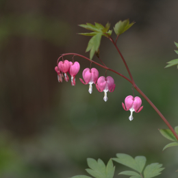 Zoo_Karlsruhe_20120408-025