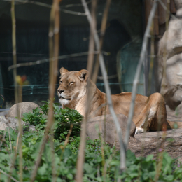 Zoo_Karlsruhe_20120408-003