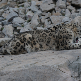 Zoo_Karlsruhe_20120408-019