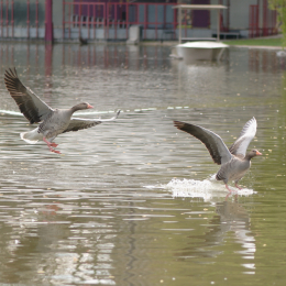 Zoo_Karlsruhe_20120408-041