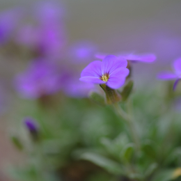 Zoo_Karlsruhe_20120408-031