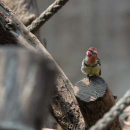 Zoo_Leipzig_20160625_028