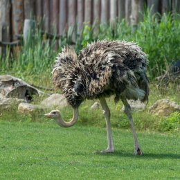 Zoo_Leipzig_20160625_037