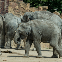 Zoo_Leipzig_20160625_014