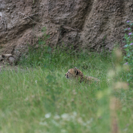 Zoo_Leipzig_20160625_048