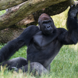 Zoo_Leipzig_20160625_020