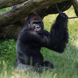 Zoo_Leipzig_20160625_022