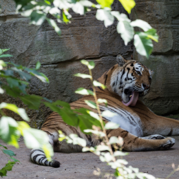 Zoo_Leipzig_20160625_018