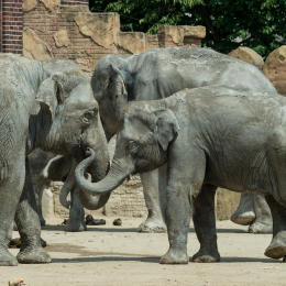 Zoo_Leipzig_20160625_013