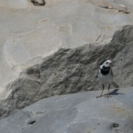 Zoo_Leipzig_20160625_009