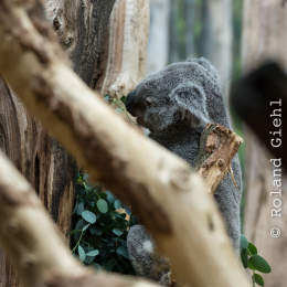 Zoo_Leipzig_20160625_004