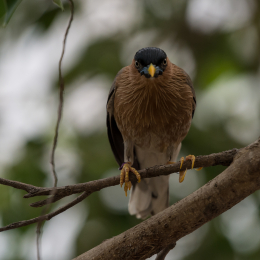Zoo_Leipzig_20160625_061