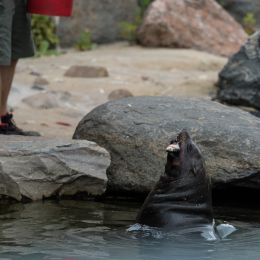 Zoo_Leipzig_20160625_050