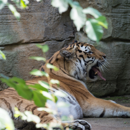 Zoo_Leipzig_20160625_017