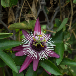 Zoo_Leipzig_20160625_055