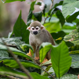 Zoo_Leipzig_20160625_054