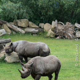 Zoo_Leipzig_20160625_045