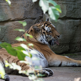 Zoo_Leipzig_20160625_016