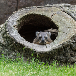Zoo_Leipzig_20160625_047