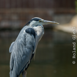 Zoo_Leipzig_20160625_010