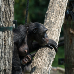 Zoo_Leipzig_20160625_024
