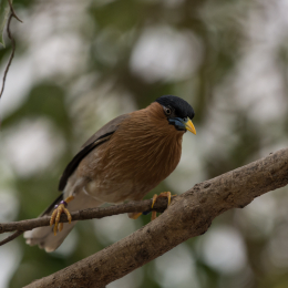 Zoo_Leipzig_20160625_062