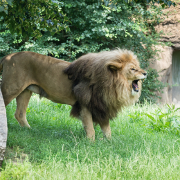 Zoo_Leipzig_20160625_039