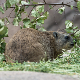 Zoo_Leipzig_20160625_046