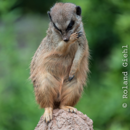 Zoo_Leipzig_20160625_042