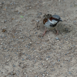 Zoo_Leipzig_20160625_007