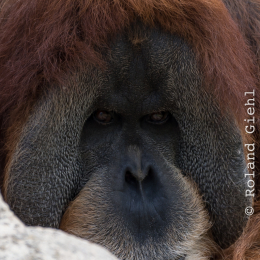 Zoo_Leipzig_20160625_034