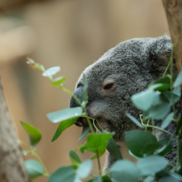 Zoo_Leipzig_20160625_006