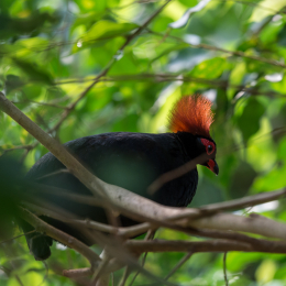 Zoo_Leipzig_20160625_059