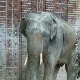 Zoo_Leipzig_20160625_011