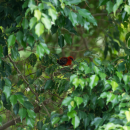 Zoo_Leipzig_20160625_058