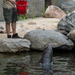 Zoo_Leipzig_20160625_049