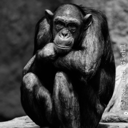 Zoo_Leipzig_20160625_029