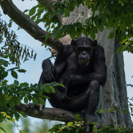 Zoo_Leipzig_20160625_031