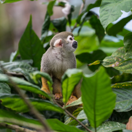 Zoo_Leipzig_20160625_053