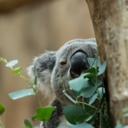 Zoo_Leipzig_20160625_005