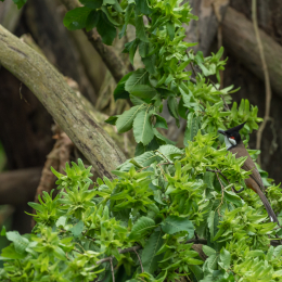 Zoo_Leipzig_20160625_056