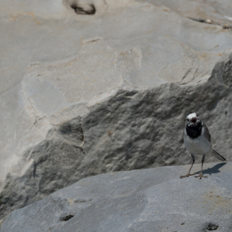 Zoo_Leipzig_20160625_008
